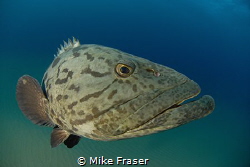 Potato bass, my favourite. by Mike Fraser 